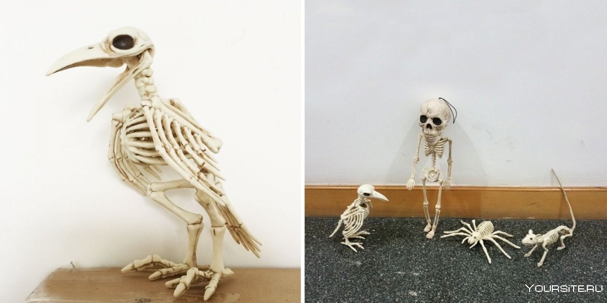 Птичий скелет