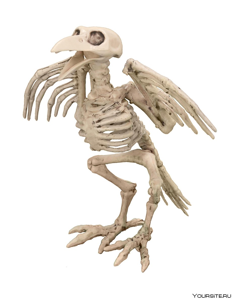 Эскизы тату птиц скелетов