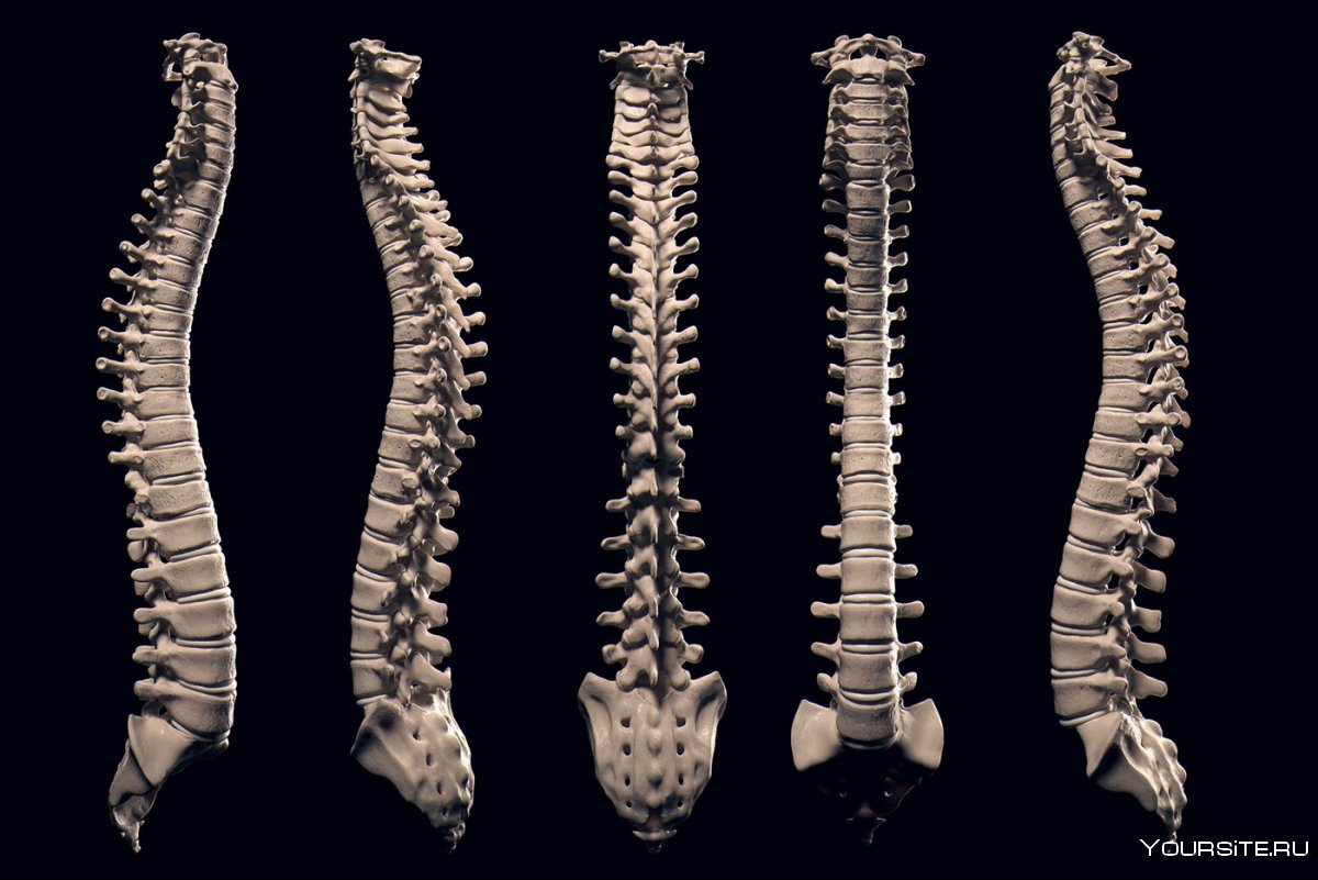 Скелет позвоночного столба человека