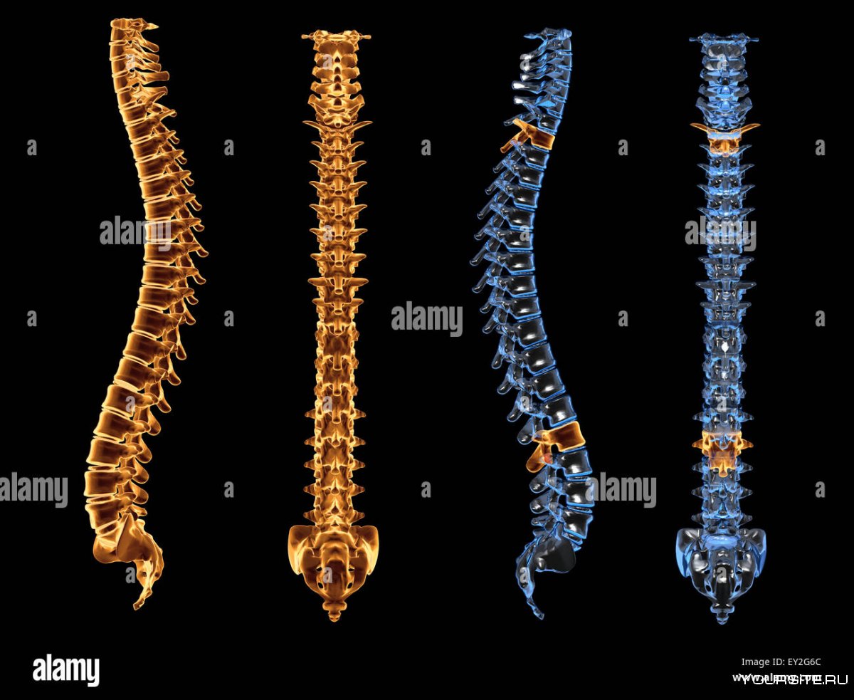 Кости в Spine