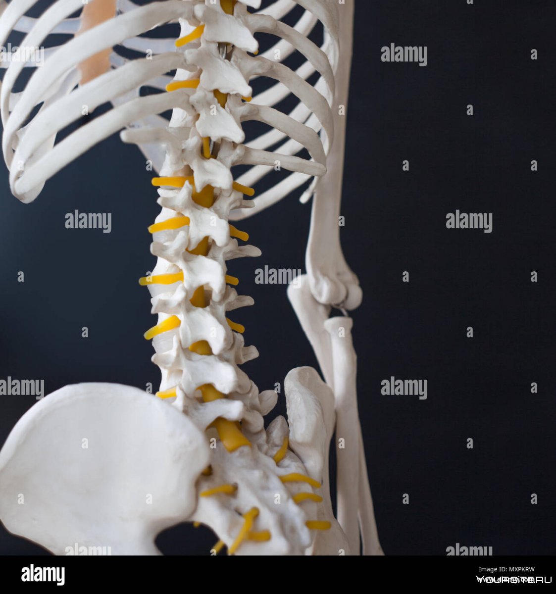 Скелет и позвоночник тащ