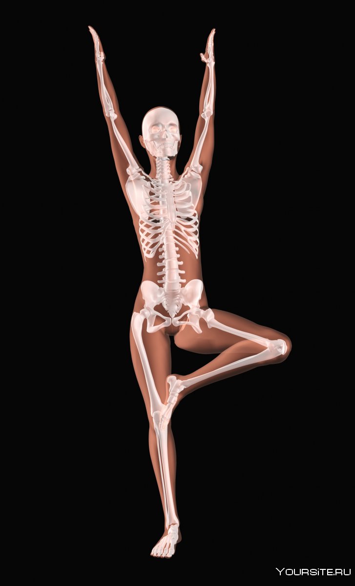 Анатомия женщины кости