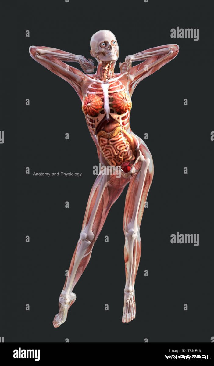 Наглядная анатомия женского тела