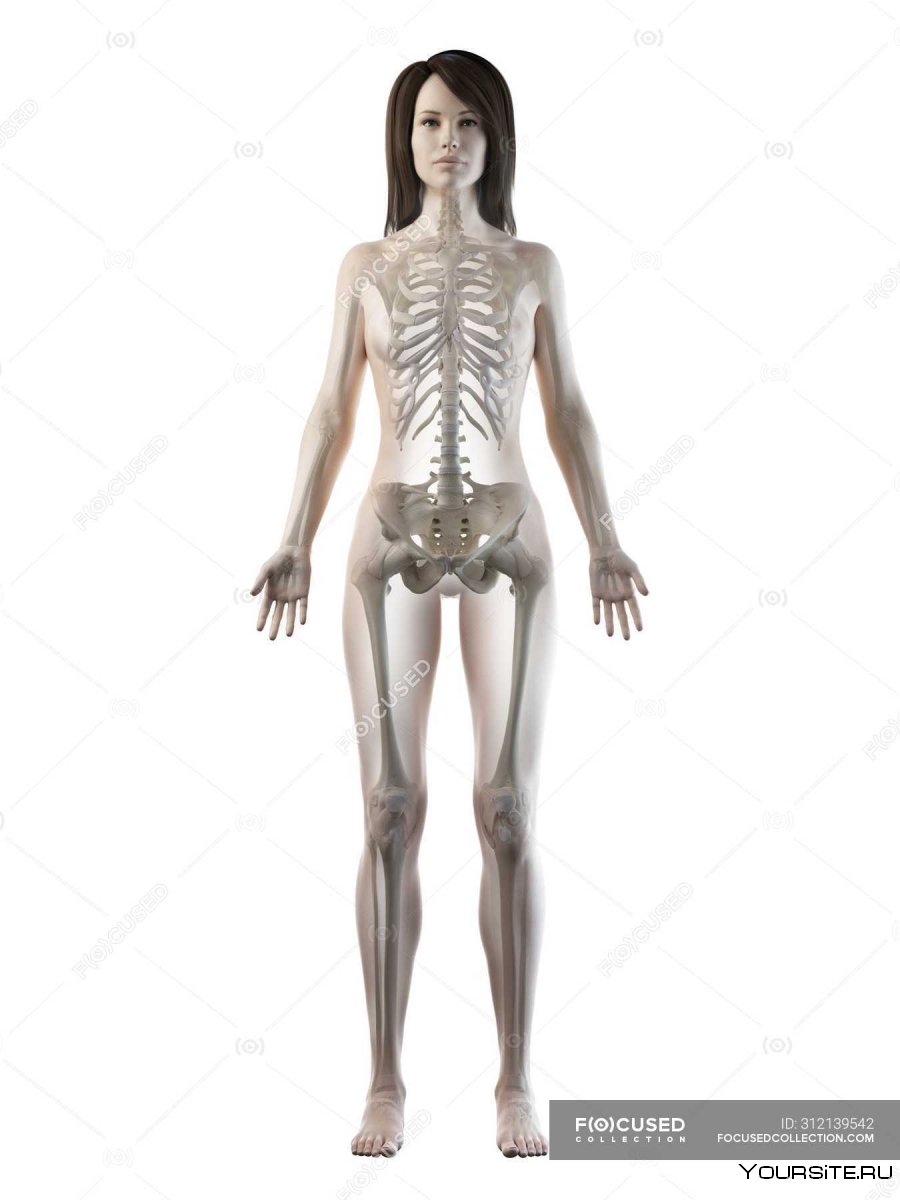 Женский скелет вид сбоку