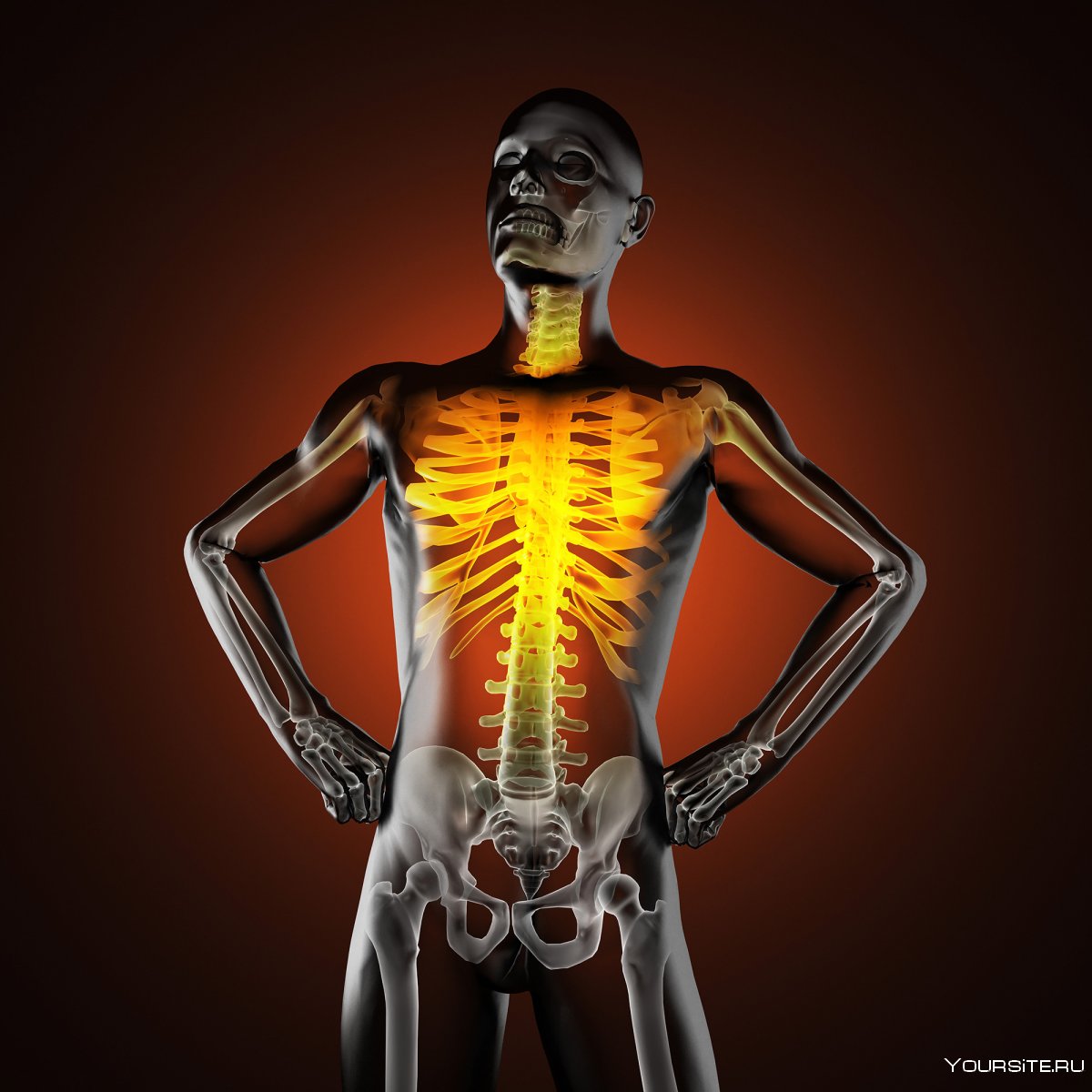 Скелетно мышечный аппарат