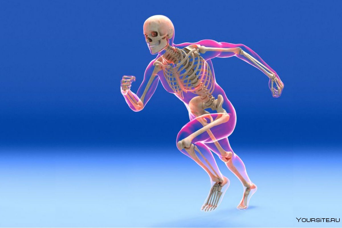 Скелет человека опорно двигательная система