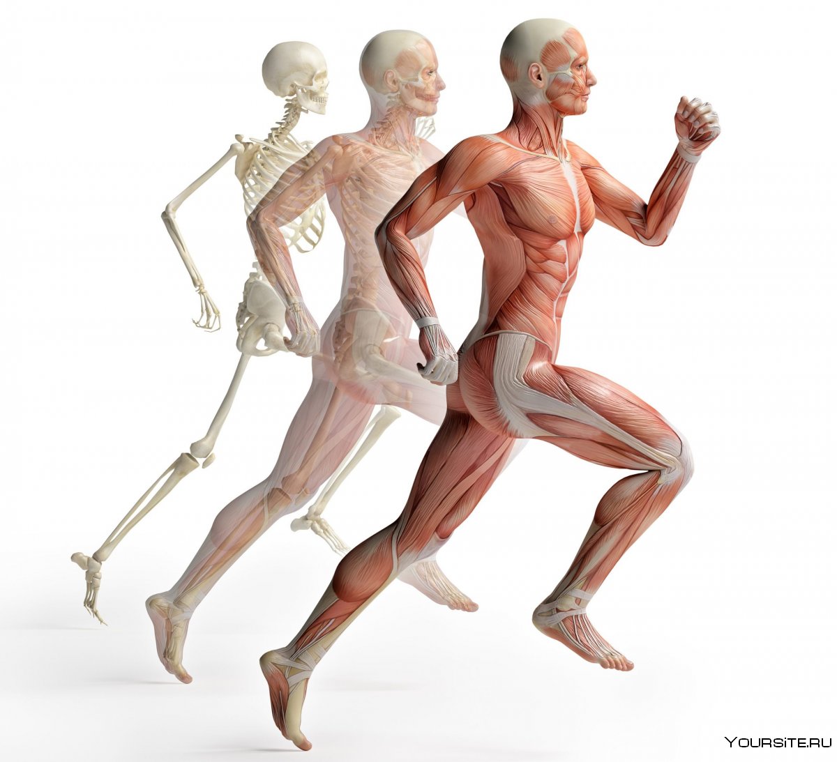 Костная и мышечная системы человека анатомия