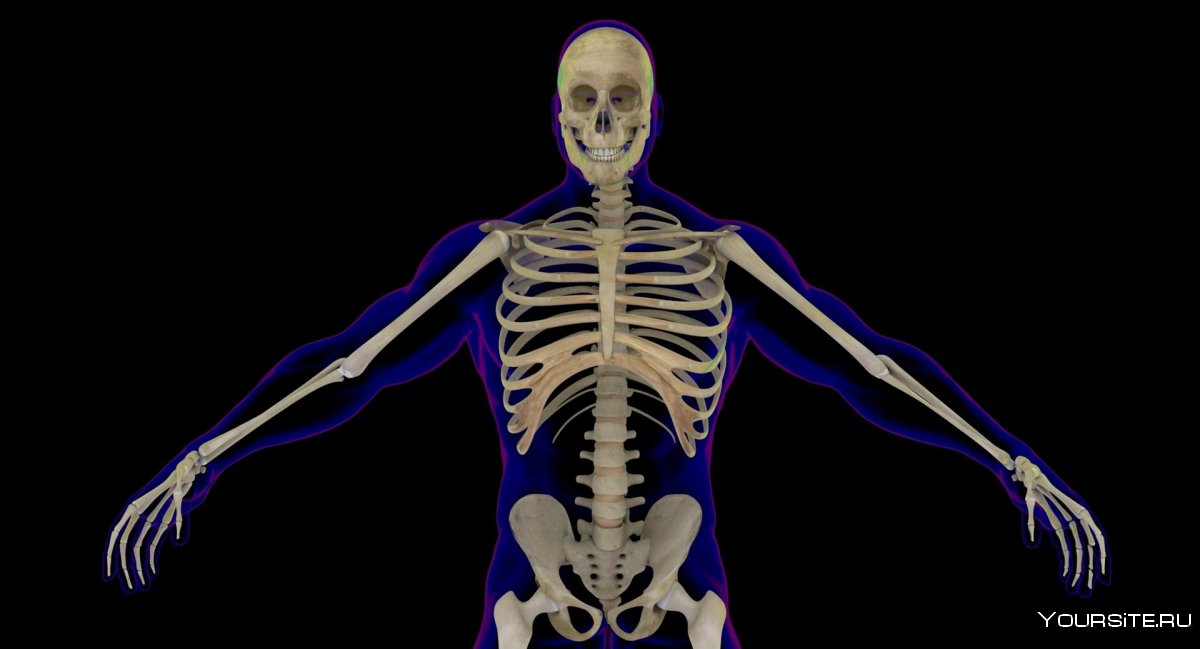 Скелет здорового человека