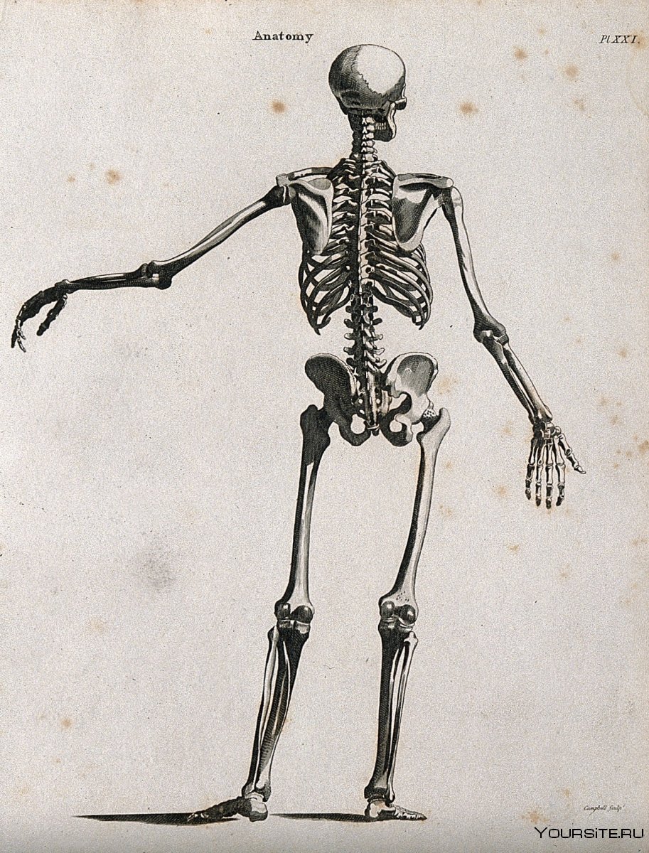 Скелет без надписей