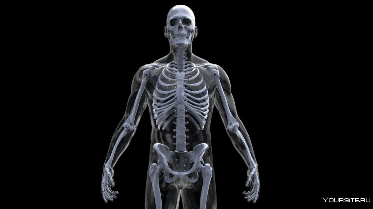 Скелет человеческого тела