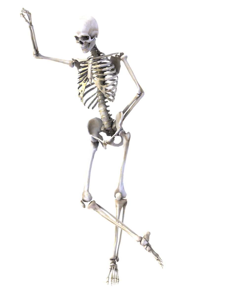 Скелет человека с боку