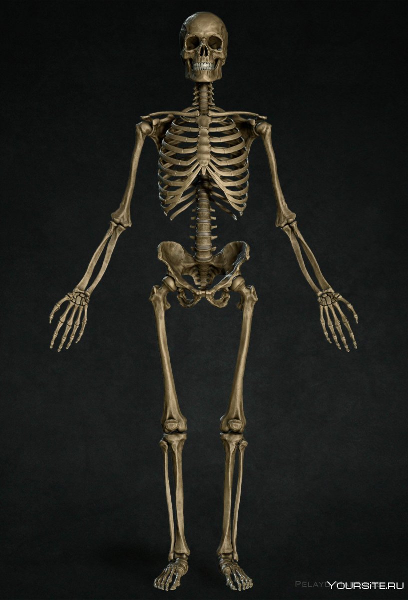 Скелет человека со всех сторон