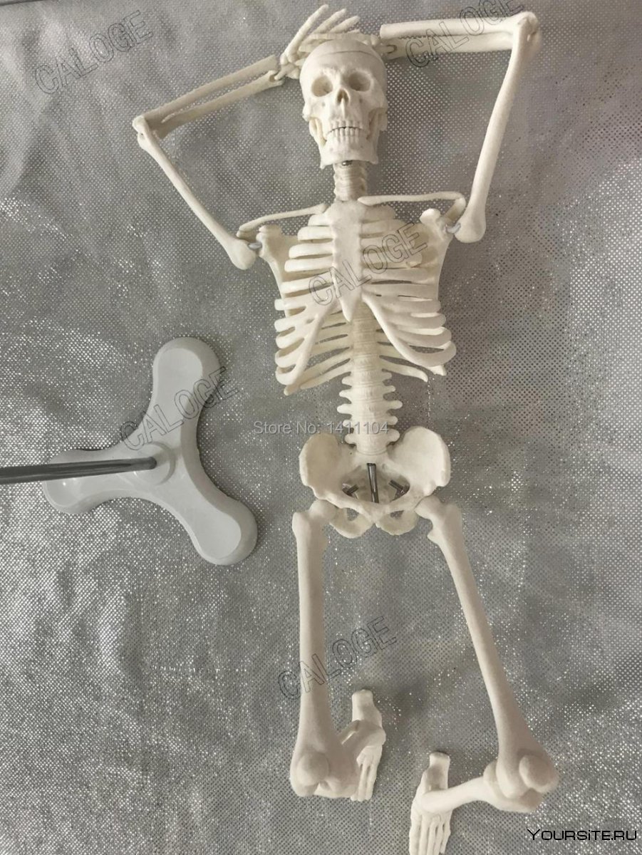 Скелет человека модель маленькая