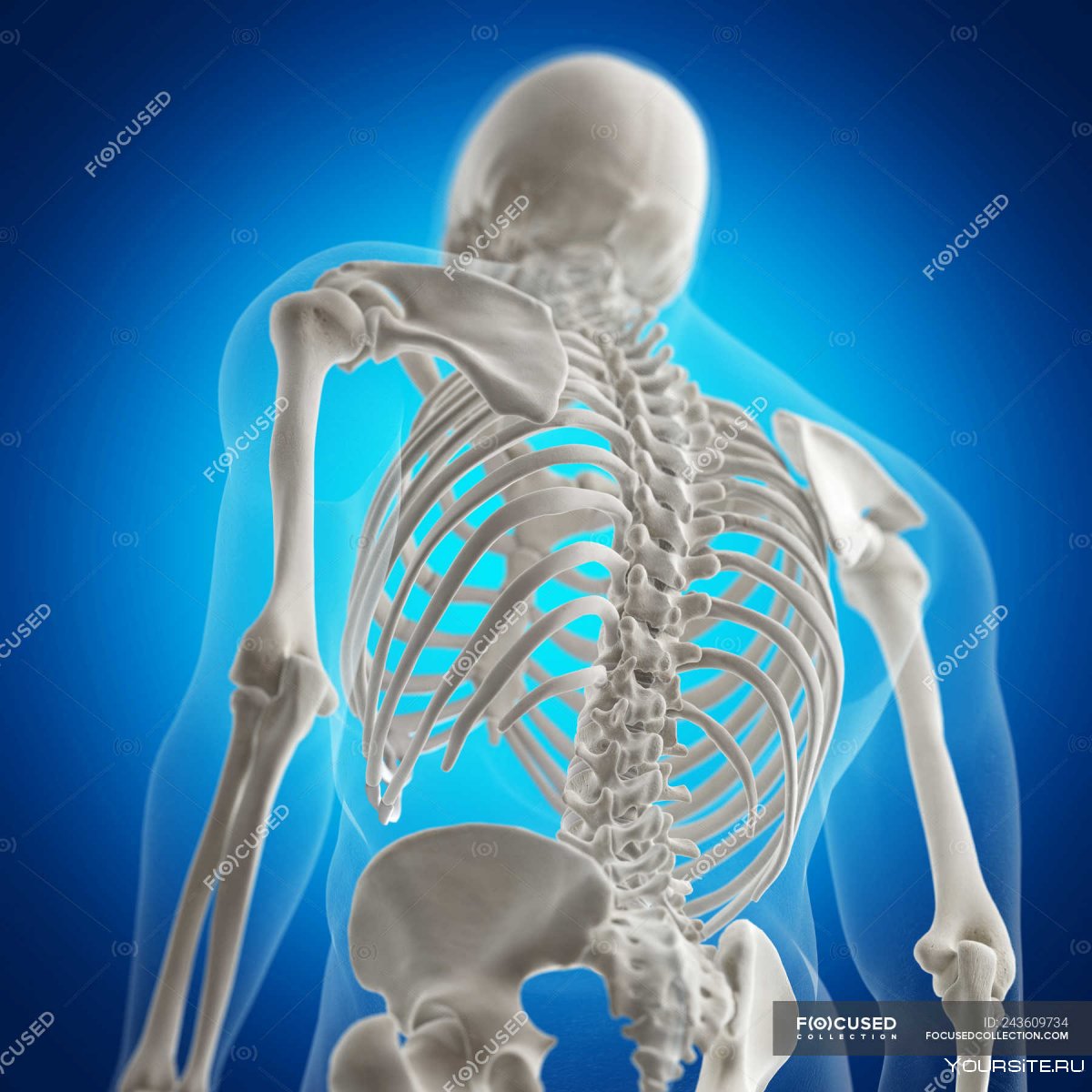 Скелет человека на синем фоне
