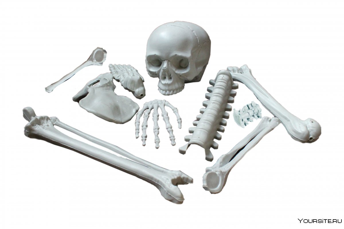 Костяшки скелет