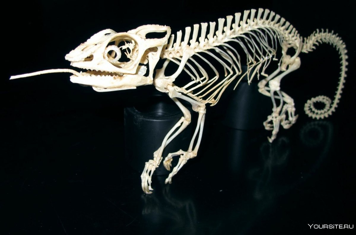 Скелет игуаны