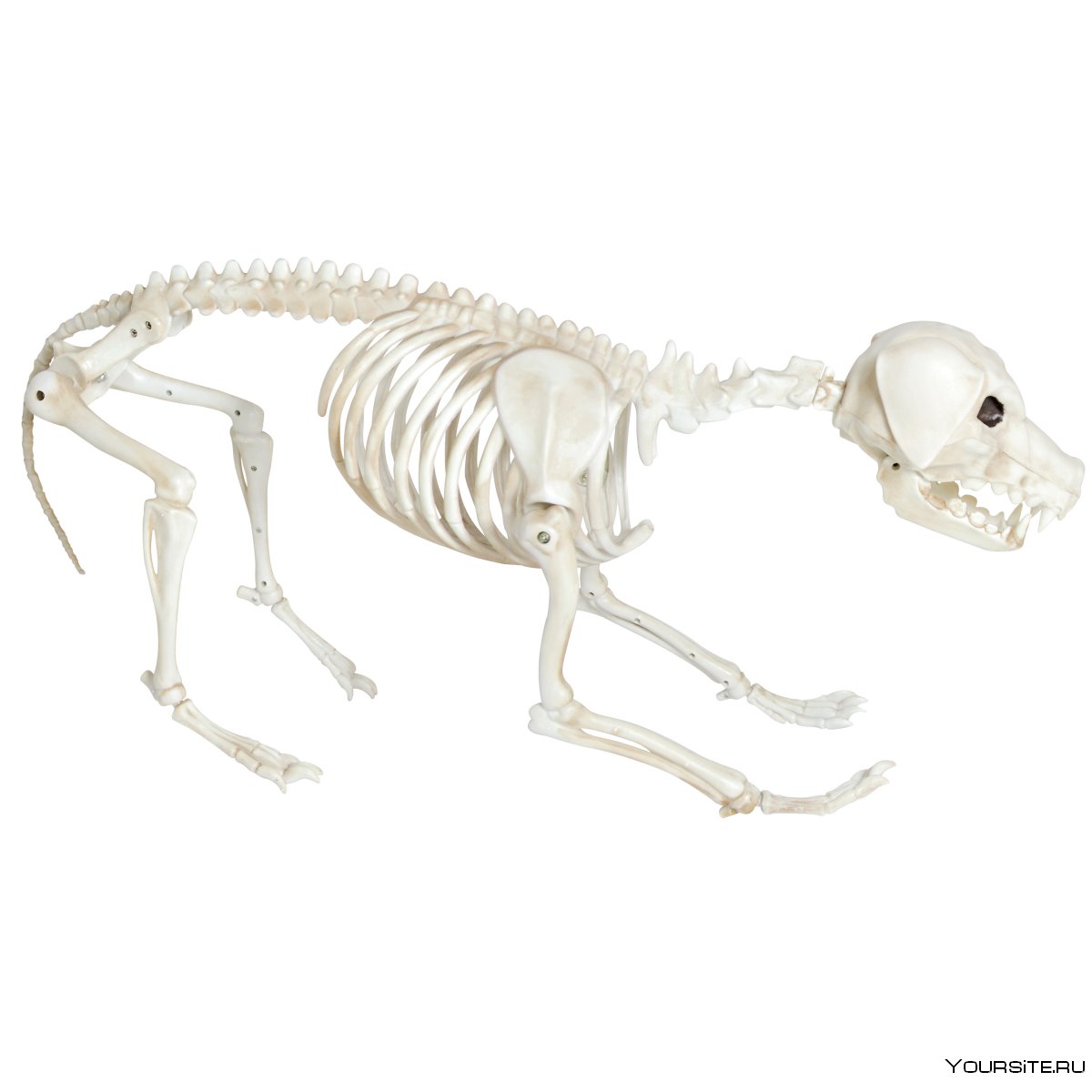 Скелет дога