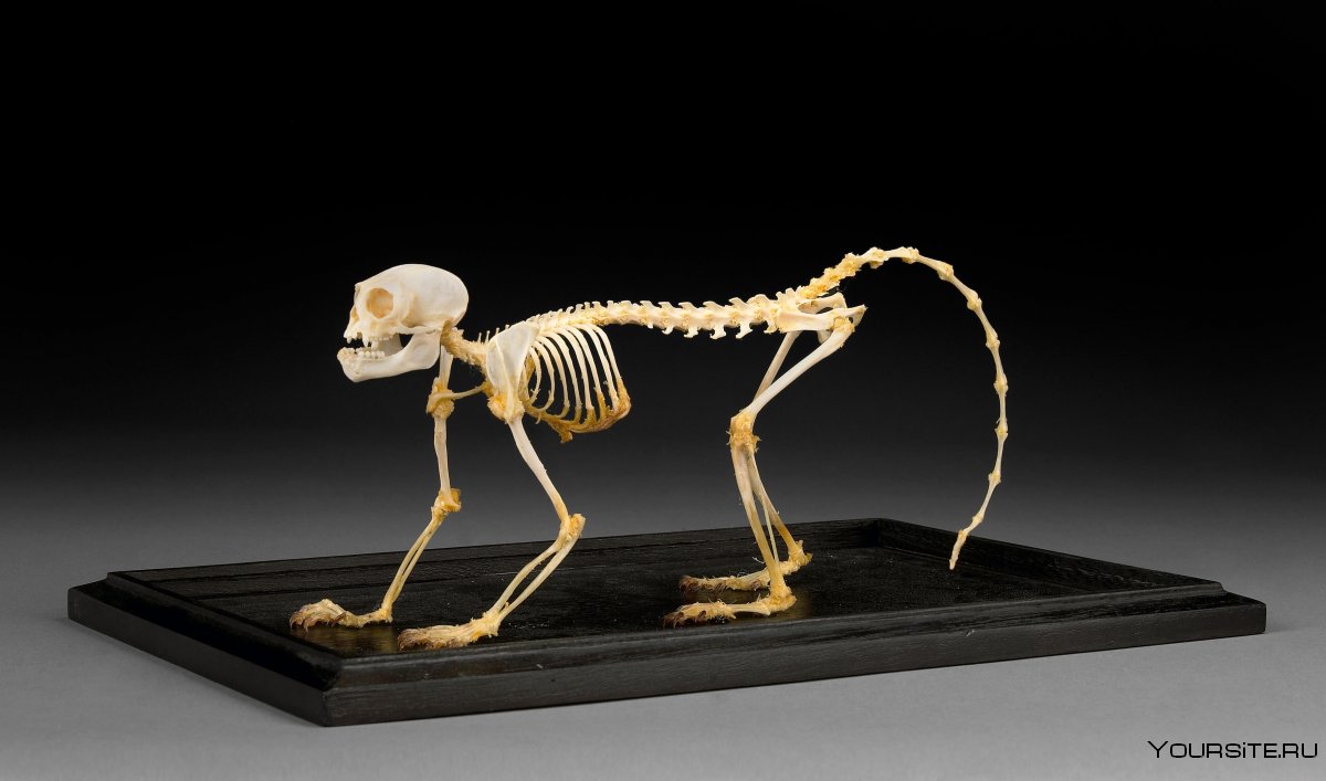 Скелет макаки