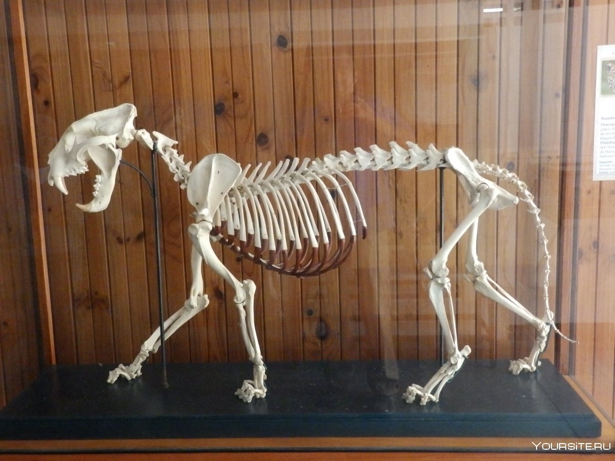 Скелет пантеры