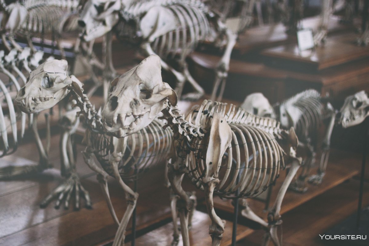 Скелет Ферганского музея