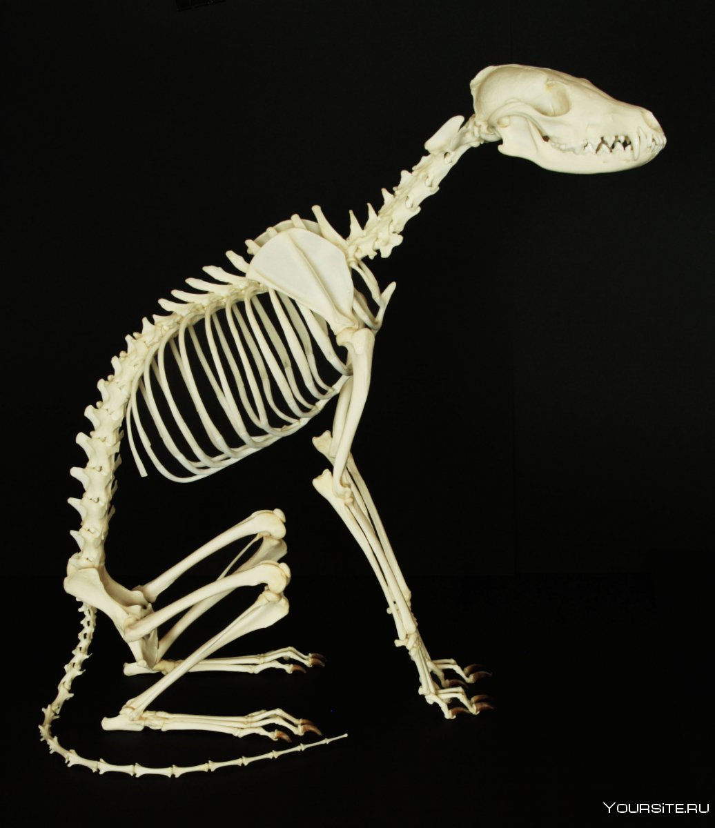 Строение скелета лисицы