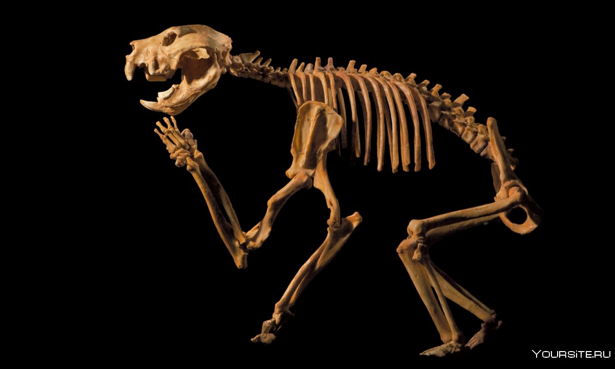 Сумчатый волк скелет