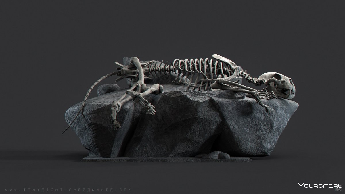 Скелет динозавра обои