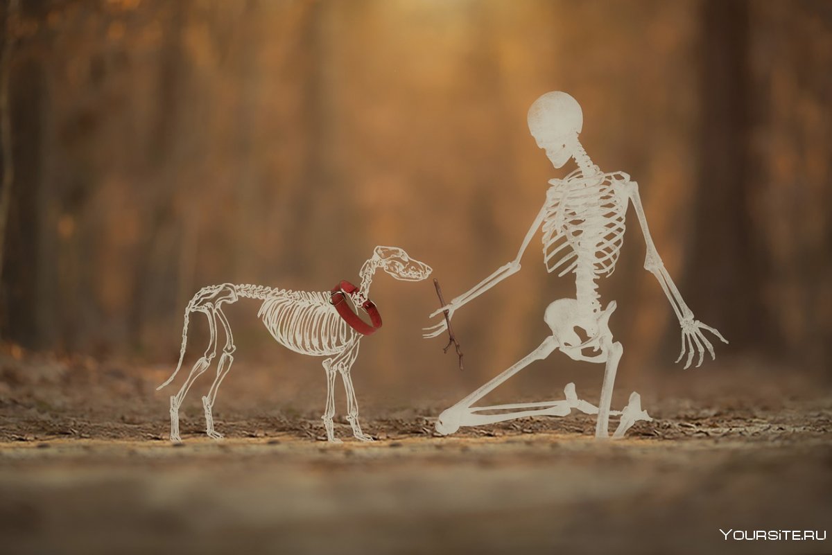 Скелет человека и собаки вместе