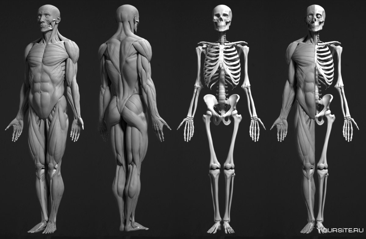 Анатомия скелета человека референс