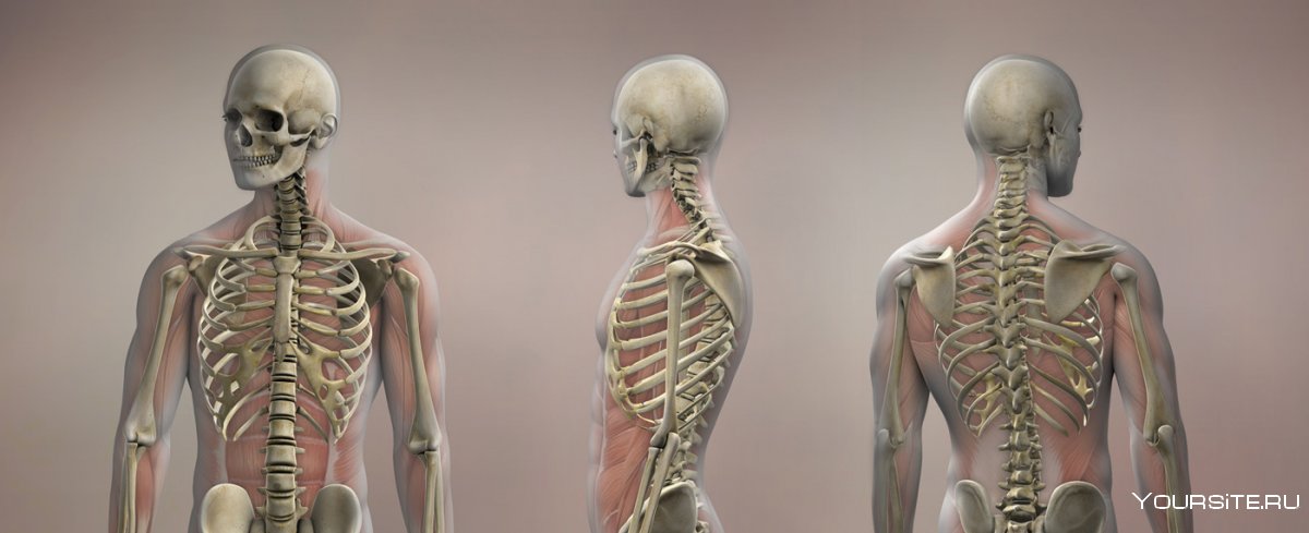 Скелет человека мужской