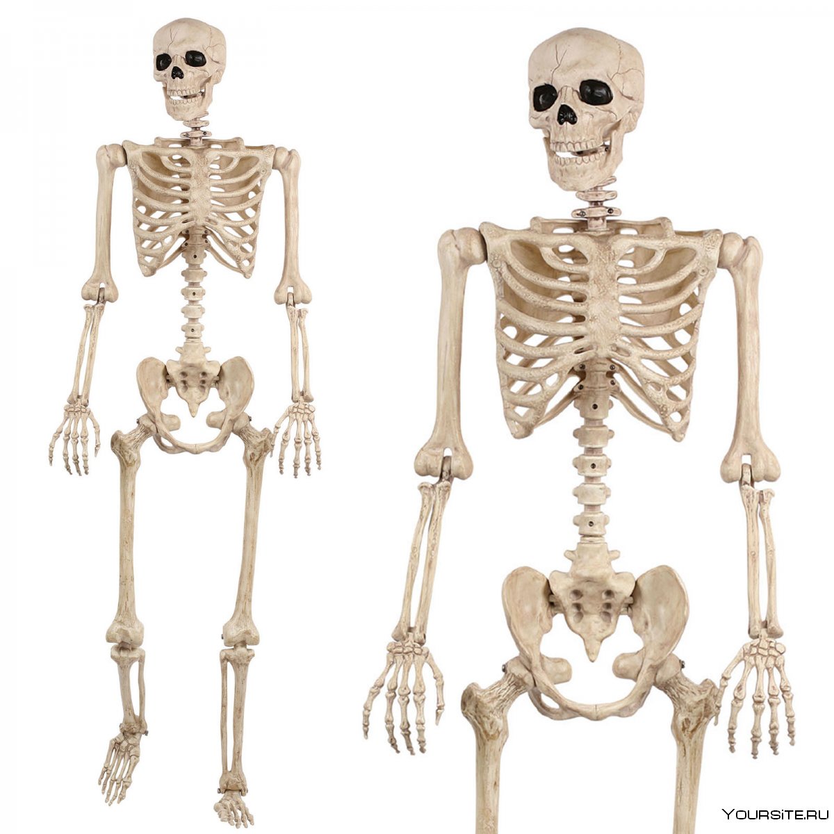 Скелет человека настоящий