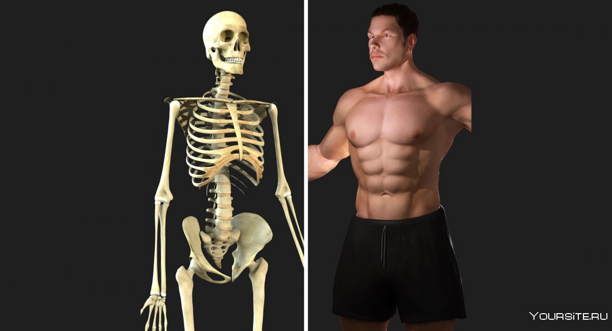 Скелет человека мужской