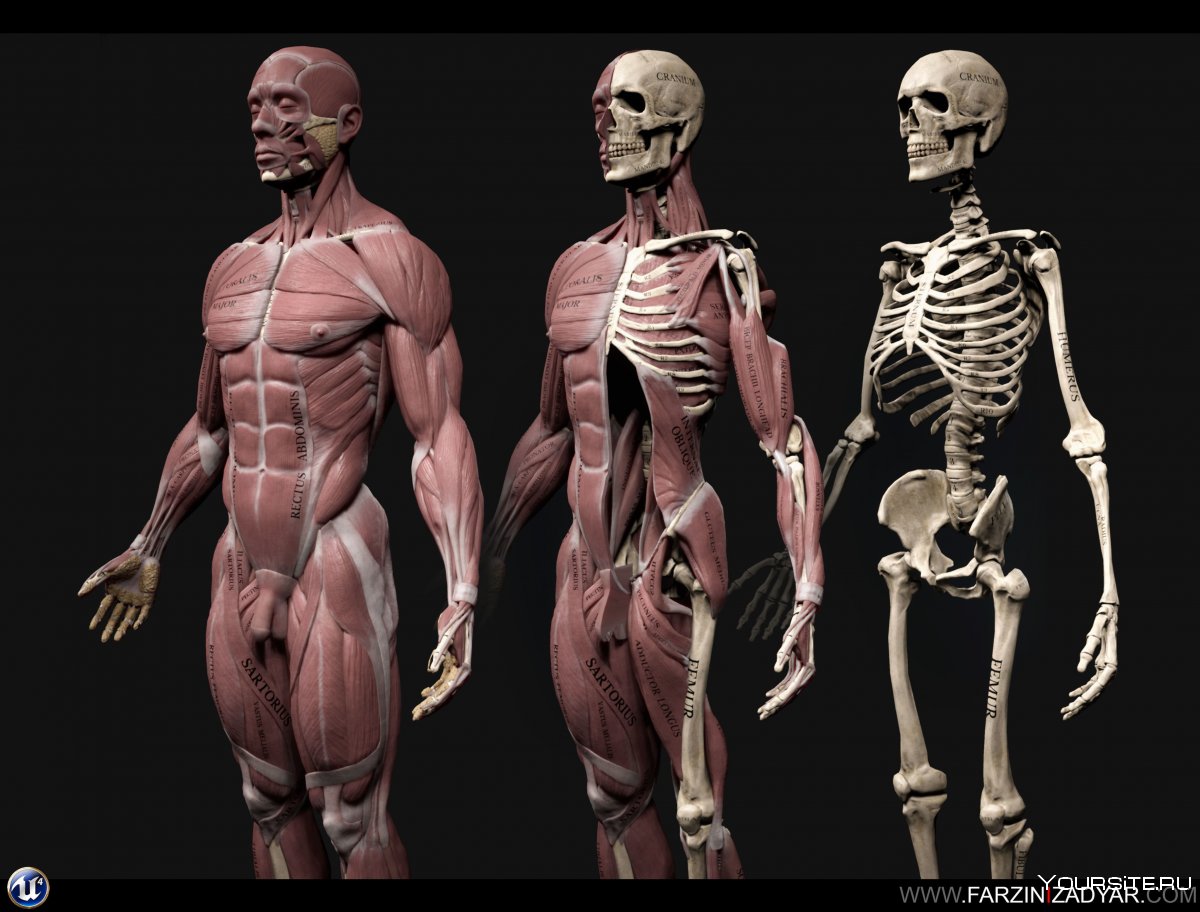 Скелет здорового человека