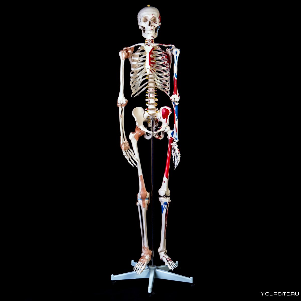 Скелет для детей анатомия