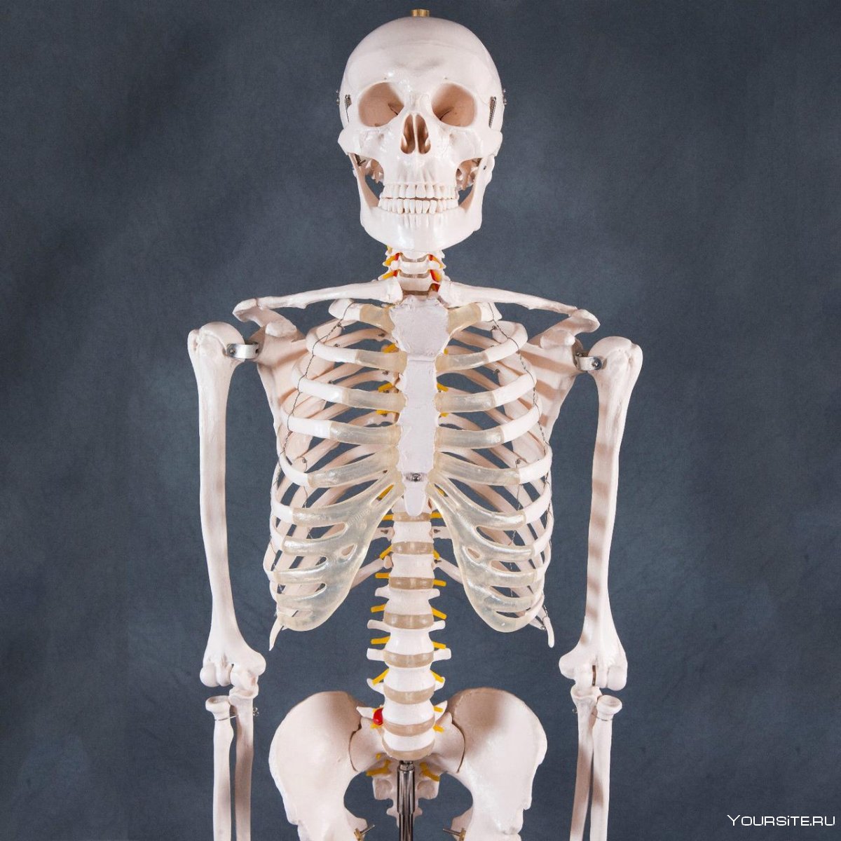 Скелет человекк анатомия