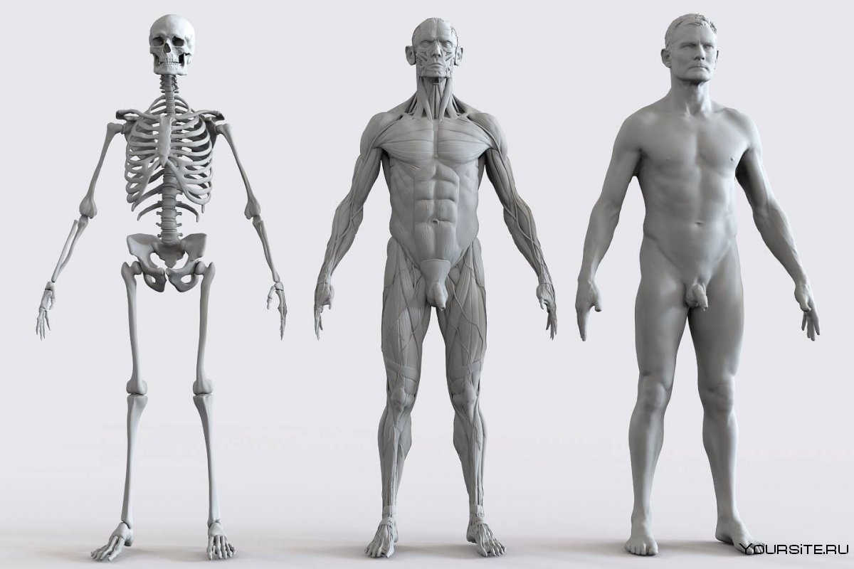 Скелет человека ключица