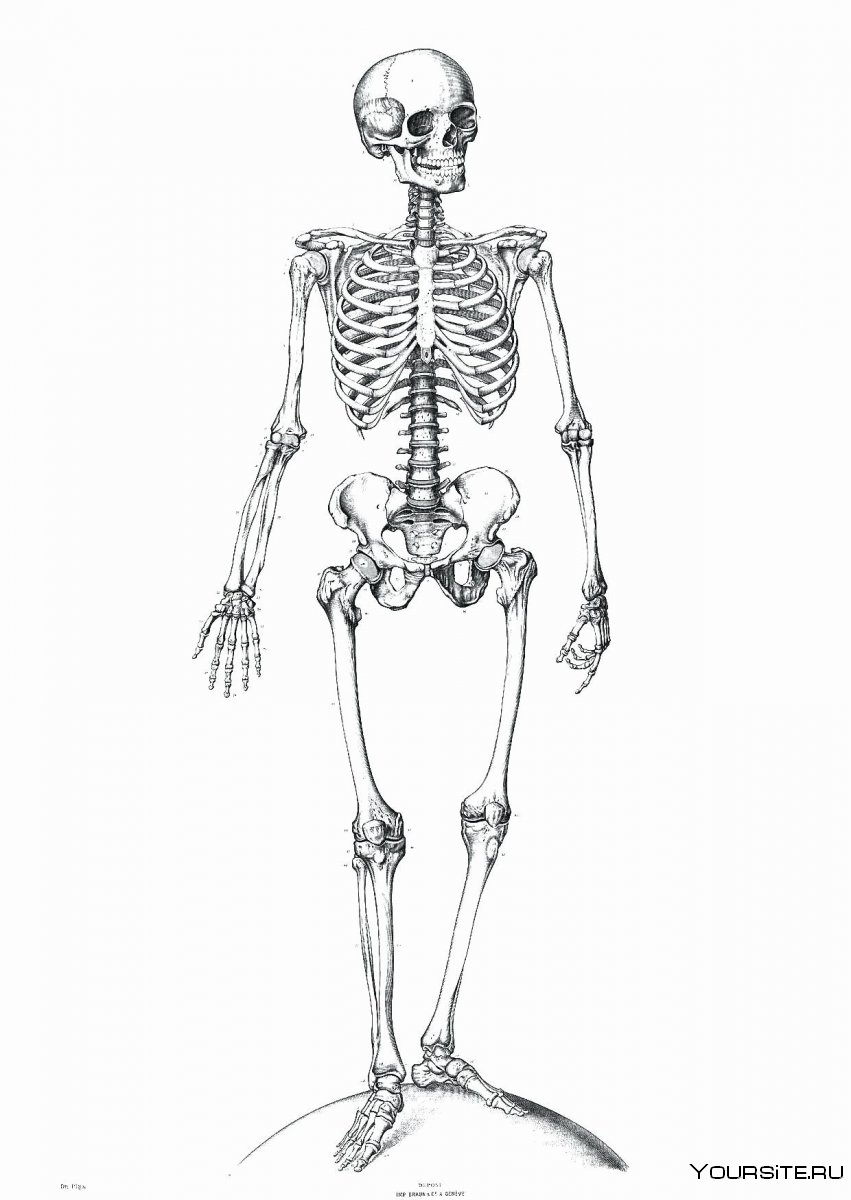 Скелет на аву