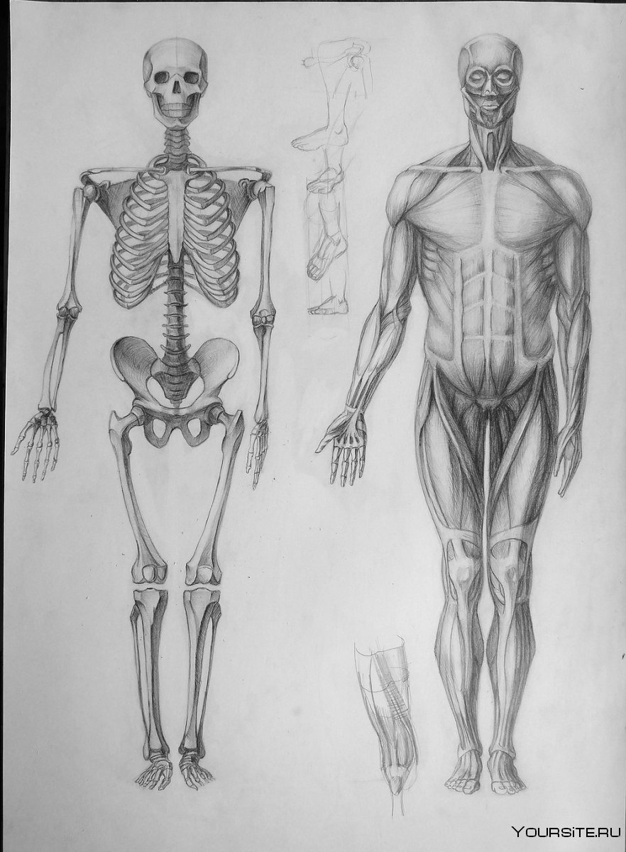 Скелет человека пластическая анатомия