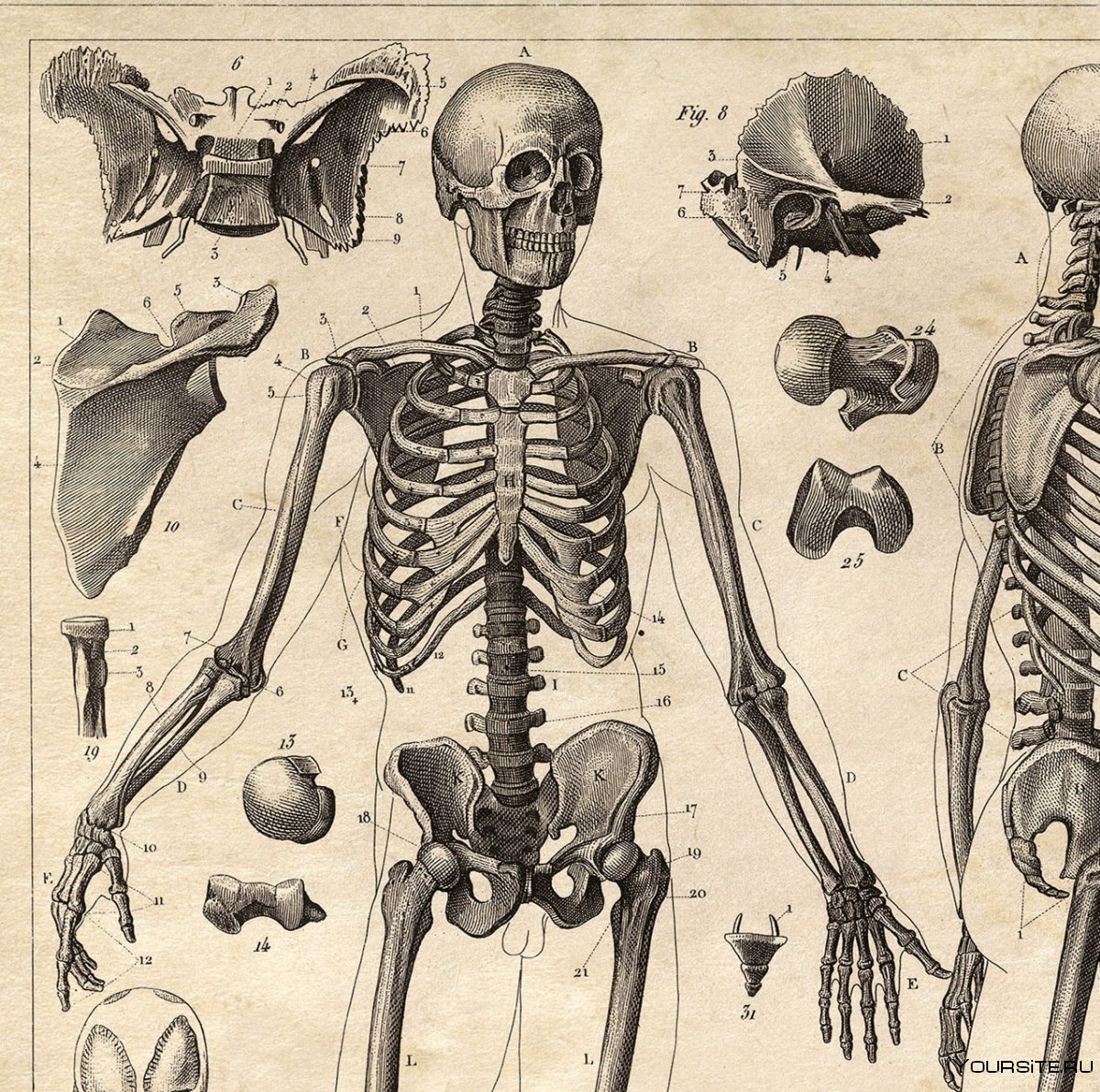 Скелет человека анатомия Майерс