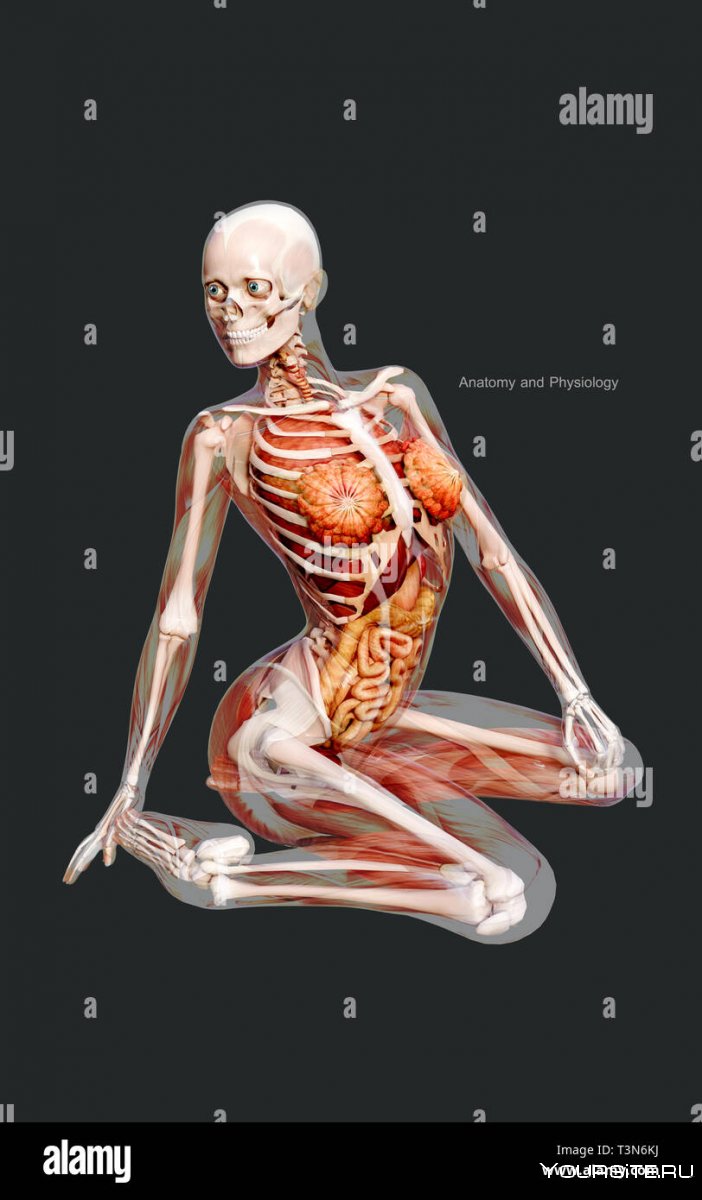 Скелет и мышцы человека референс
