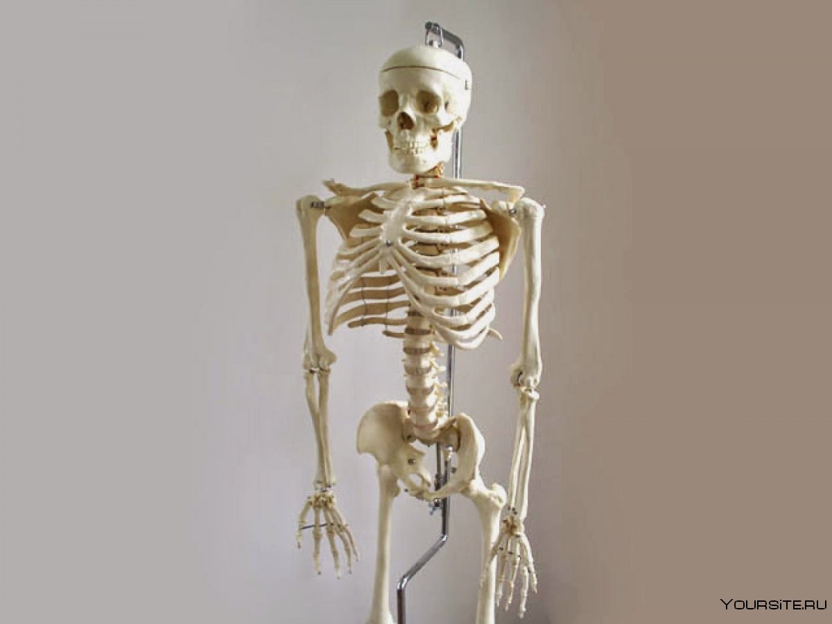 Пхонг скелет