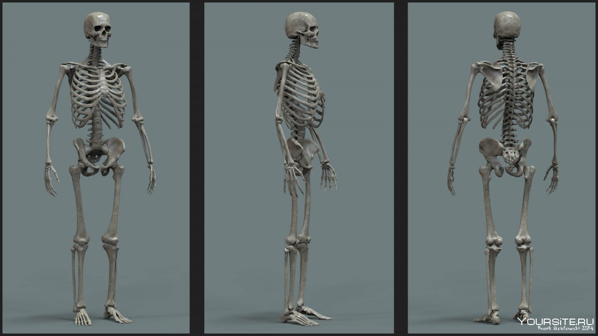 Скелет человека в разных ракурсах