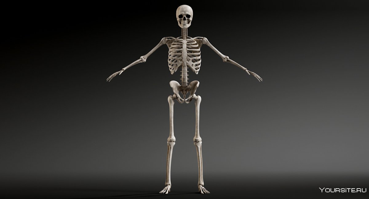 Скелет мужчины