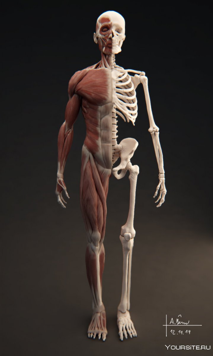 Скелет и мышцы