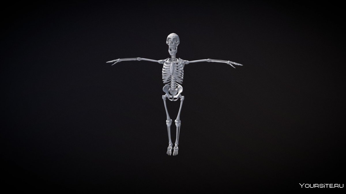 Скелет 3d модель