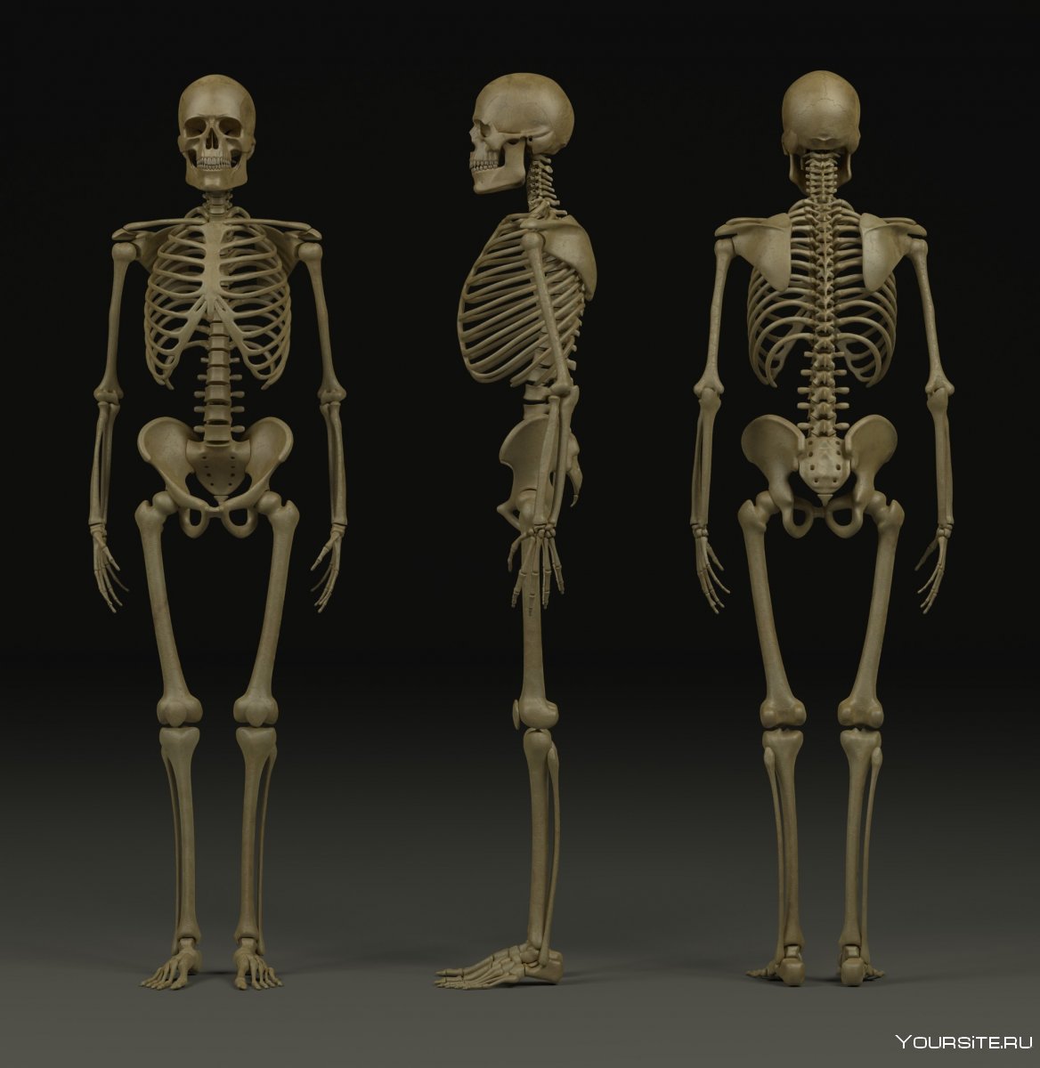 Модель скелета