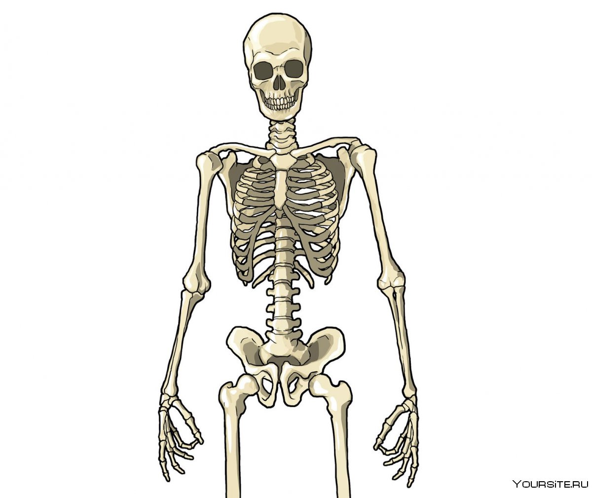 Скелет человека фото