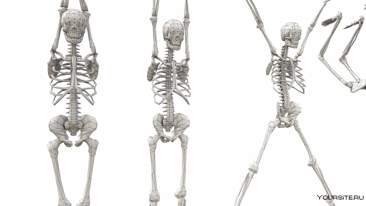 Женский скелет