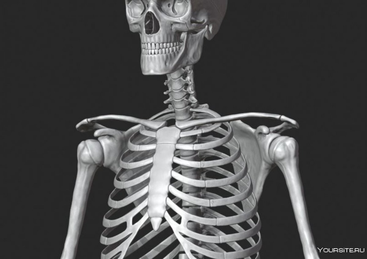 Анатомия скелет поделка