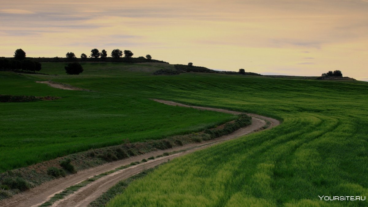 Дорога в поле